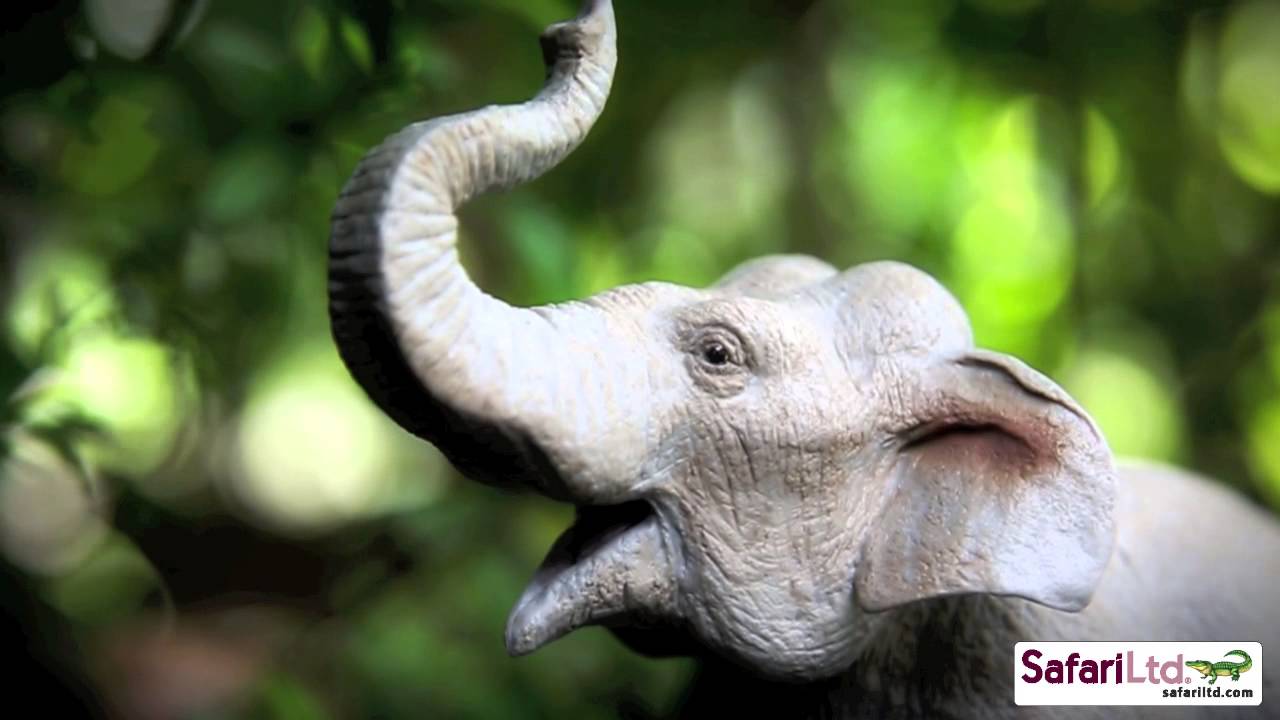 WIldlife Wonders™ Asian Elephant YouTube