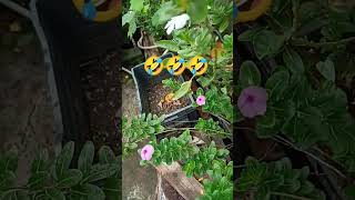 #funnyshorts#viralshortvideo #youtube #likeandsubscribe #goodmorningshorts