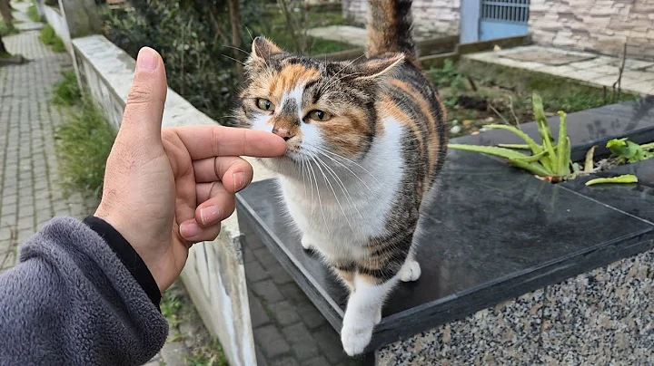 Video 7421501: tabby cat persian, stray cat, cute stray cat, kitten sweet cat, cute calico cat, cat meowing, cat food, adorable cats