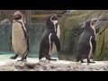 ZOOLÓGICO DE LONDRES REALIZA CONTAGEM ANUAL DE ANIMAIS.