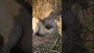 animals junglehunter funnyanimals wildlife primitiveplus