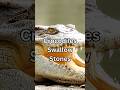 Crocodiles Swallow Stones! Here's Why! #shorts