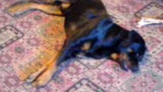 Playing Dead (Training my Rottweiler to Play Dead)