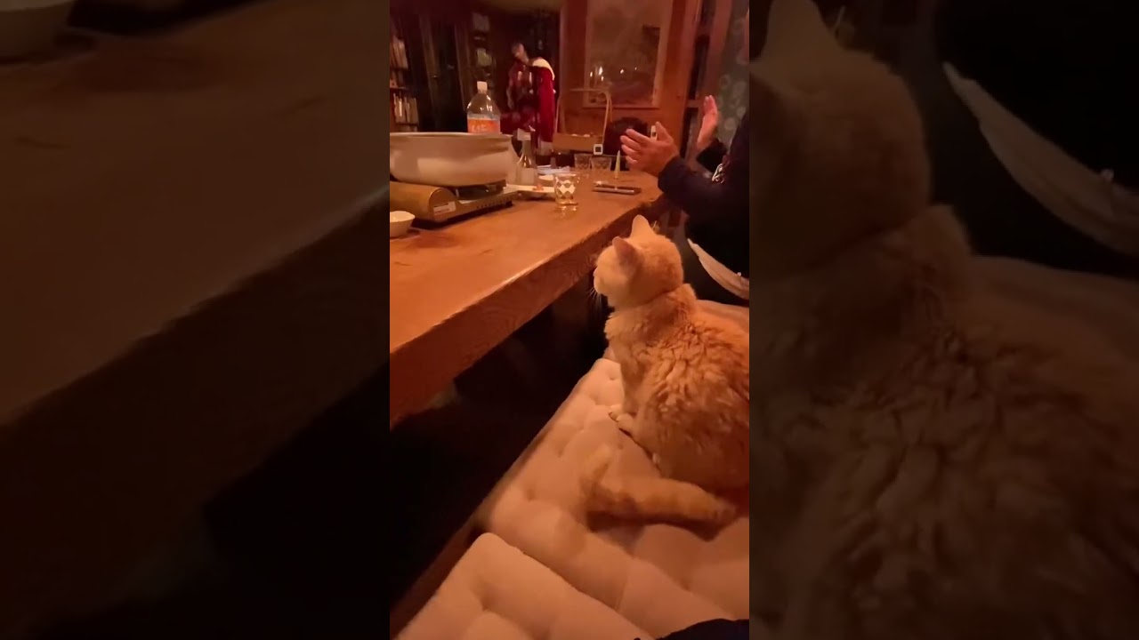 viral cat tail-tapping to a beat (@mitsu.ancha on ig)