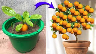 I was very surprised to propagate kumquat this way | Relax Garden by Relax Garden 10,501 views 1 month ago 18 minutes