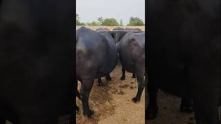 Buffalo farming, Buffalo talaab, Buffalo cartoon, bhains wala cartoon, #animals #buffalo #cows