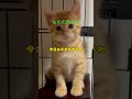 もぐのきもち　#猫 #子猫 #保護猫 #cat #猫動画 #猫好きさんと繋がりたい #shorts #short #ペット
