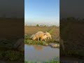 Raj vlog 707 #shorts #vlog #minivlog 2026