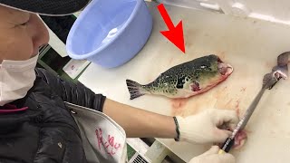 Fastest Pufferfish Filleting skills [Fugu Fish]