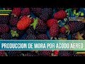 Como se produce mora por acodo aereo - TvAgro por Juan Gonzalo Angel