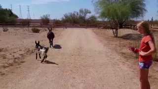 Baby Donkey Runs for the First Time [cutest animals cute baby animals]
