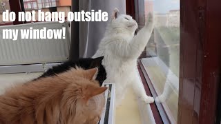 do not hang outside my window #cats