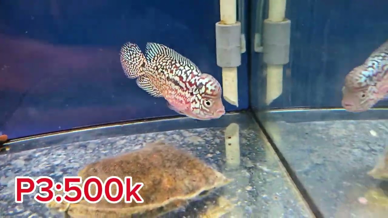 26/2 lên lô cá la hán kamfa F2 cho a e săn ngày vía thần tài.a e nhanh tay rước lộc về nhé