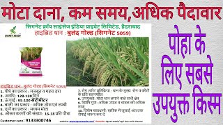 SIGNET SEEDS|BULAND GOLD(SIGNET 5059)|मोटे दाने की उत्तम किस्म|कम समय|धान की अधिक पैदावार|नई किस्मे|