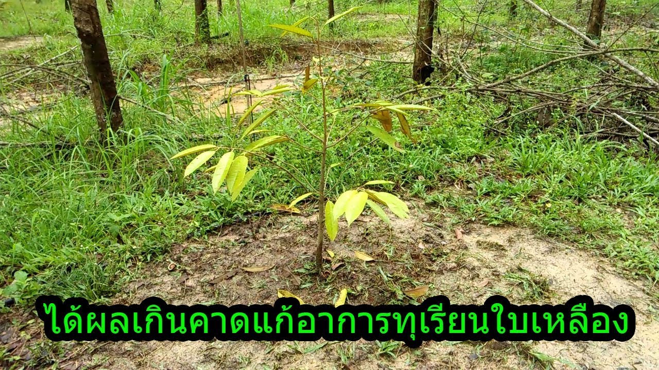 #ทุเรียน,ได้ผลเกินคาดการแก้ทุเรียนใบเหลือง #ทุเรียน,ได้ผลเกินคาดการแก้ทุเรียนใบเหลือง #1