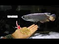 FEEDING MY AROWANA MEALWORMS!