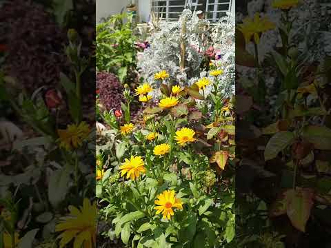 طريقة زراعة ورد الاقحوان وطريقة الاعتناء به