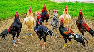Indian Aseel Desi murga Farming | Dozens of Village aseel Desi murga