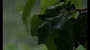 سورة المعارج تلاوة رائعه للقارئ صلاح مصلي🍃ارح سمعك🍃