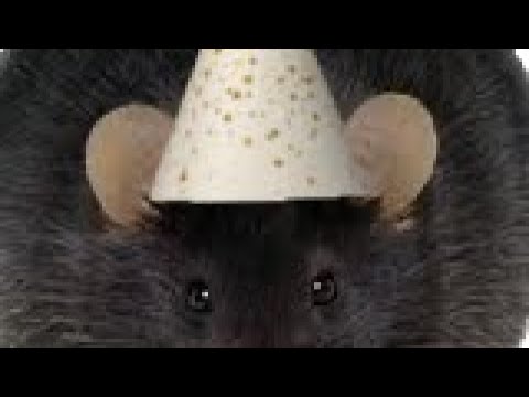 Adding party hats to small animals 🎉