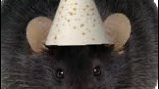 Adding party hats to small animals 🎉