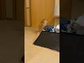 旅館で温泉に行ったママを待ち続ける柴犬【豆柴ころた】#shorts #柴犬 #柴犬のいる暮らし #豆柴 #shibainu