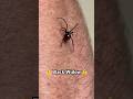 Handling A BLACK WIDOW вљ пёЏрџ Є Spider Arachnid Venom Venomous Danger Toxic Wildlife Exoticpet Handling A BLACK WIDOW вљ пёЏрџ Є Spider Arachnid Venom Venomous Danger Toxic Wildlife Exoticpet