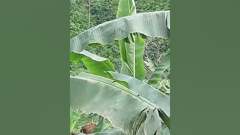 CHUỐI HAT CÔ ĐƠN ĐẶC SẢN NÚI LỬA ĐT 0866 163 235