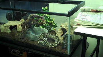 Ball Python Striking Rat!