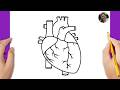 How To Draw A Human Heart Easy Step By Step Human Heart Diagram Drawing 
