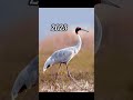 2023 Brolga And 5000bce Brolga Past Animals Shorts Trend Trend New Evolution Animal Today 