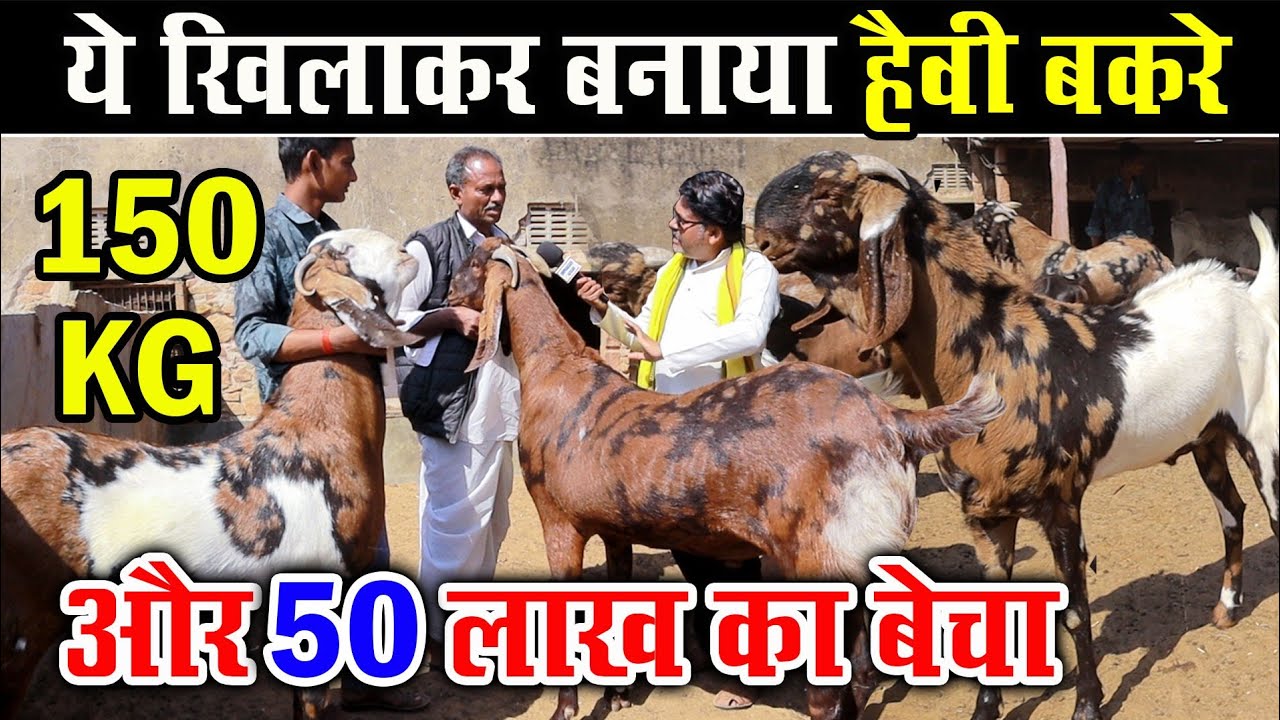 क्या खिलाके बनाया हैवी बकरे और 50 लाख का बेचा? Heavy Bakre" Banane kya khilaye।goat weight gain feed