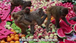 Nature reserve in Henan, China prepares peach+banana feast for 1000+ macaques