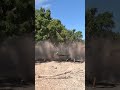 Tree EXPLODES💥on Impact!! #treeremoval #treefalling #tree #wood #work #shorts #shortvideo