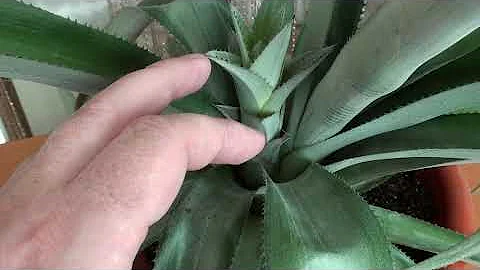 Ананас, есть ли жизнь после плодоношения?
