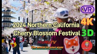 2024 Northern California Cherry Blossom Festival -Opening Ceremony 北カリフォルニア桜祭り開幕 -4K 3D 360 VR Video