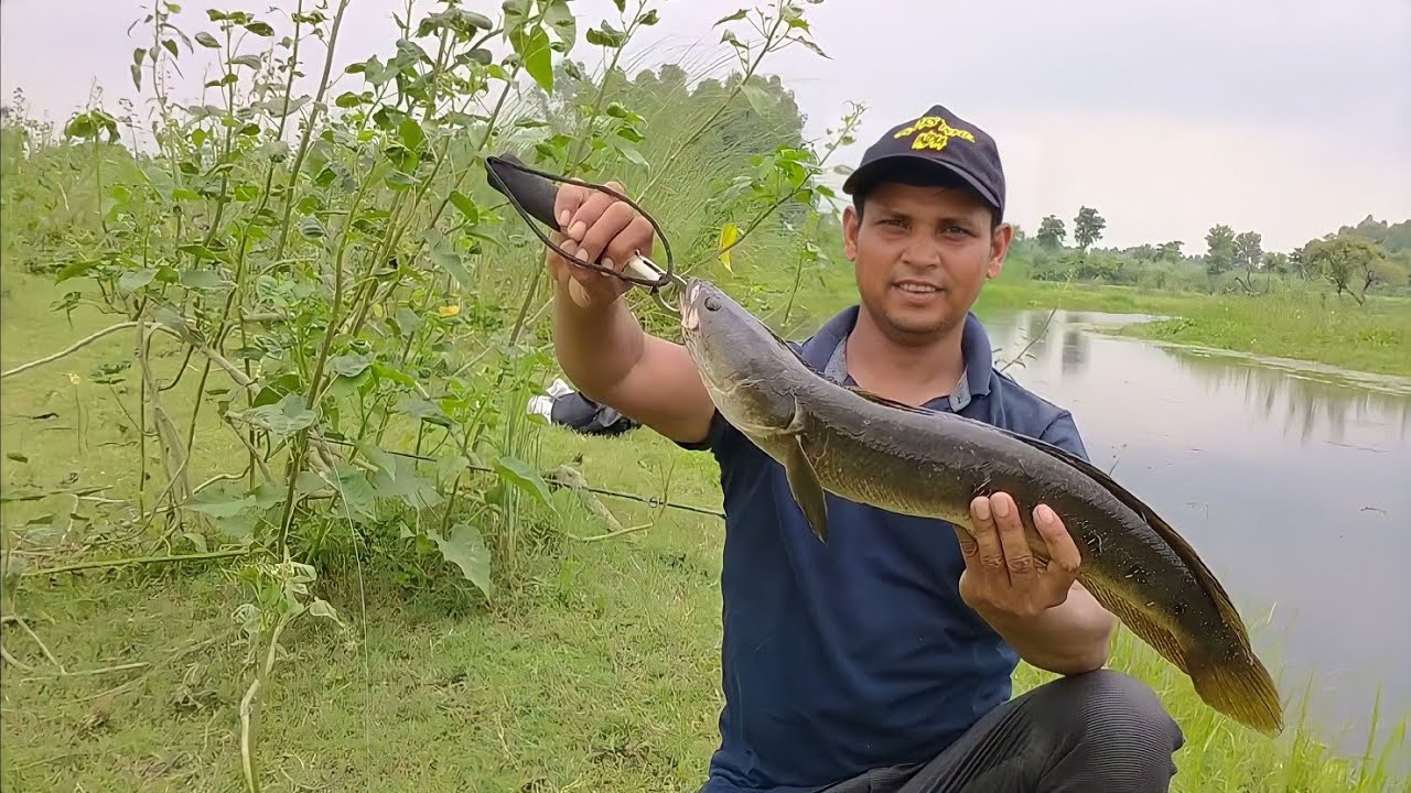 Amazing Fish Cath | Snakehad Fishing | For New Video In Hindi