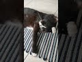 kucing penjaga masjid mandi# kucing lucu#lucing liat# kawannya kucing Boby Kertanegara#kucing pintar
