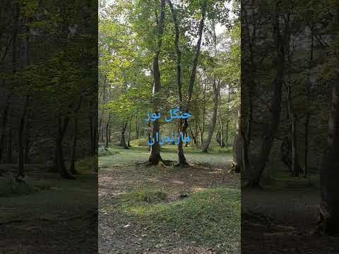 جنگل نور مازندران آرامش