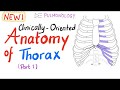 Clinically Oriented Anatomy Of The Thorax Part 1 Clinically Oriented Anatomy Of The Thorax Part 1