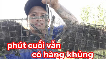 đi thăm bẫy chuột cống nhum phút cuối dính được hàng khủng quá ngon lành..(Quan Gò Công)