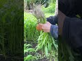 Panen kangkung🌱#farming# #homegarden#gardeninglife#harvesttime#fyp