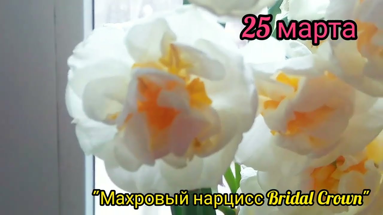 Нарцисс брайдал краун