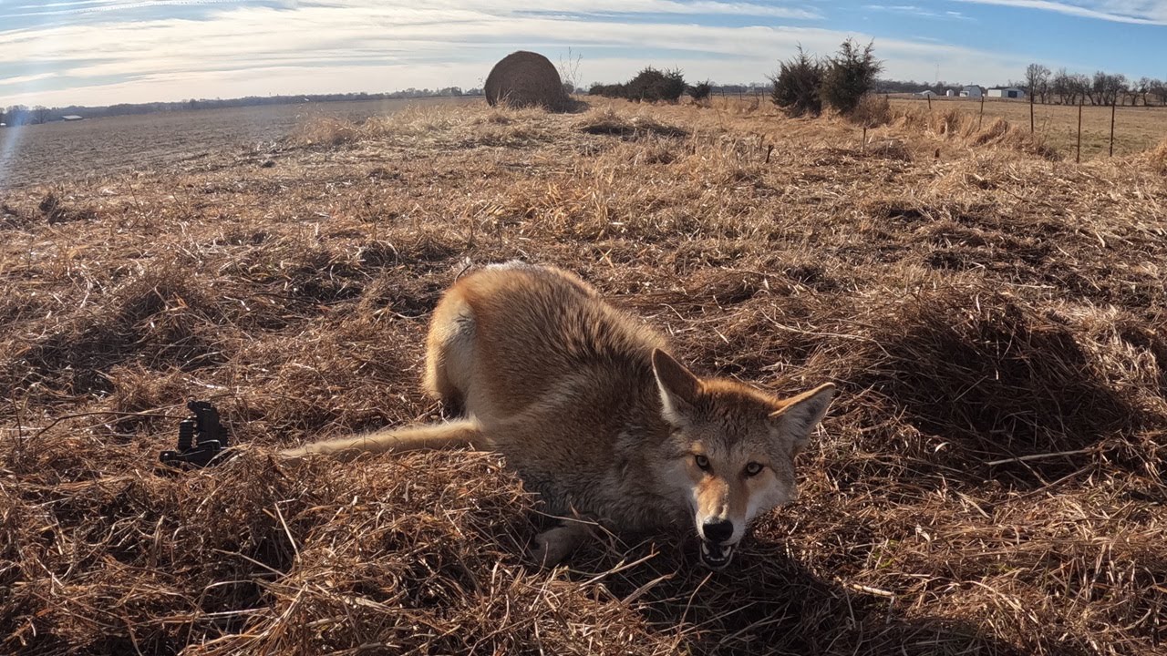 Расставляю удочку для зимней рыбалки с уловом койотов | Видеоблог, 7 сезон, 9 серия