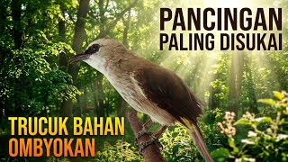 TRUCUKAN BAHAN JADI GACOR..! COBA PUTAR PANCINGAN ini trucuk ombyokan JADI rajin bunyi
