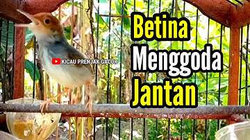 PRENJAK BETINA Gacor menggoda PRENJAK JANTAN Sangat Ampuh buat Pancingan Ataupun Masteran.