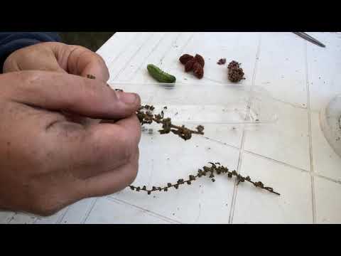 Vidéo: Sauver les graines de poire - Quand et comment récolter les graines de poire