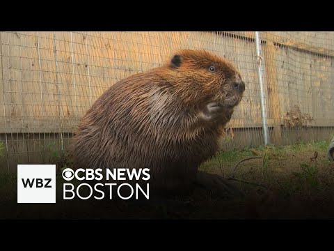 Gov. Healey issues permit allowing Nibi the beaver to stay at wildlife rescue