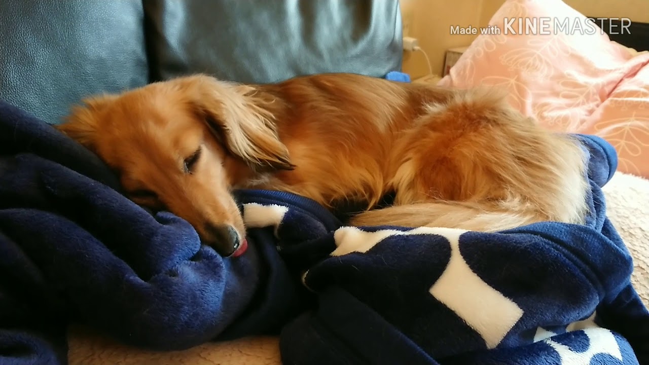 舌を出して寝てる犬 Youtube 舌を出して寝てる犬 Youtube
