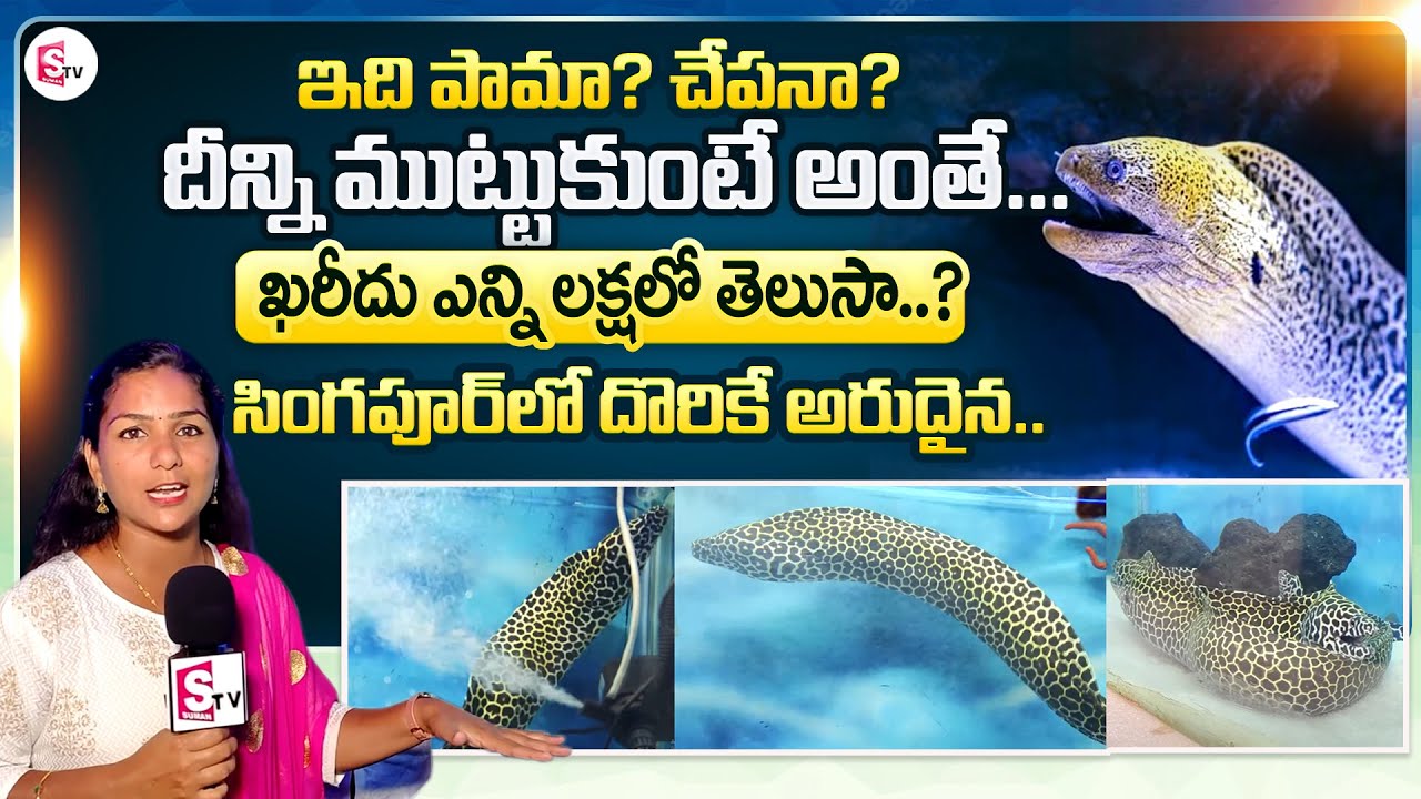Underwater Fish Tunnel Exhibition in Vizag Fish Aquarium in Visakha